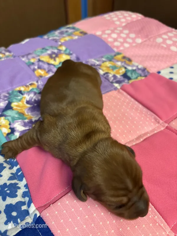 Freddy AKC – Miniature Dachshund puppy for sale in Melrose, MN