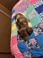 Fancy AKC, a female Miniature Dachshund for sale in Melrose, MN – Photo 2 of 7