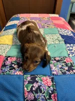 Fancy AKC, a female Miniature Dachshund for sale in Melrose, MN – Photo 7 of 7