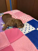 Freddy AKC, a male Miniature Dachshund for sale in Melrose, MN – Photo 7 of 10