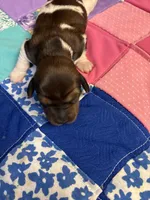 Fancy AKC, a female Miniature Dachshund for sale in Melrose, MN – Photo 6 of 6