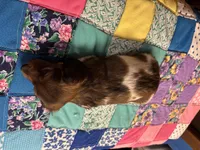 Fancy AKC, a female Miniature Dachshund for sale in Melrose, MN – Photo 3 of 7