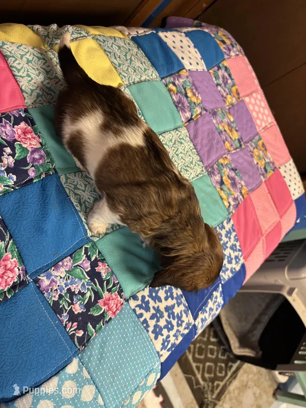 Fancy AKC – Miniature Dachshund puppy for sale in Melrose, MN