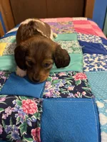 Fancy AKC, a female Miniature Dachshund for sale in Melrose, MN – Photo 6 of 7