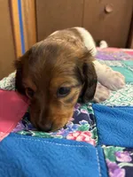 Fancy AKC, a female Miniature Dachshund for sale in Melrose, MN – Photo 4 of 7