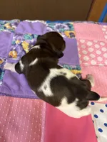 Fancy AKC, a female Miniature Dachshund for sale in Melrose, MN – Photo 2 of 6