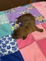 Freddy AKC, a male Miniature Dachshund for sale in Melrose, MN – Photo 10 of 10