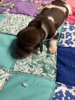 Fancy AKC, a female Miniature Dachshund for sale in Melrose, MN – Photo 5 of 6