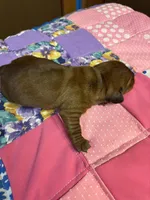 Freddy AKC, a male Miniature Dachshund for sale in Melrose, MN – Photo 6 of 10