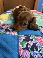 Fancy AKC, a female Miniature Dachshund for sale in Melrose, MN – Photo 5 of 7