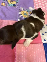 Fancy AKC, a female Miniature Dachshund for sale in Melrose, MN – Photo 4 of 6