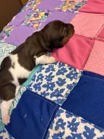 Fancy AKC, a female Miniature Dachshund for sale in Melrose, MN – Photo 3 of 6