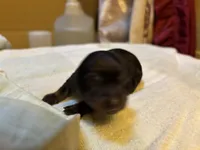 Paisley AKC, a  Miniature Dachshund for sale in Melrose, MN – 3 of 4