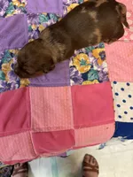 Bobby AKC long haired , a male Miniature Dachshund for sale in Melrose, MN – 2 of 5