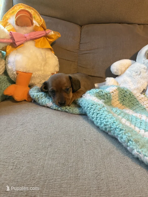 Curly AKC – Miniature Dachshund puppy for sale in Melrose, MN
