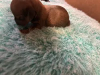 Curly, a male Miniature Dachshund for sale in Melrose, MN – 6 of 7