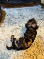 Poncho AKC, a male Miniature Dachshund for sale in Melrose, MN – 8 of 8