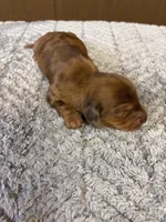 Benji AKC long haired , a male Miniature Dachshund for sale in Melrose, MN – 3 of 10