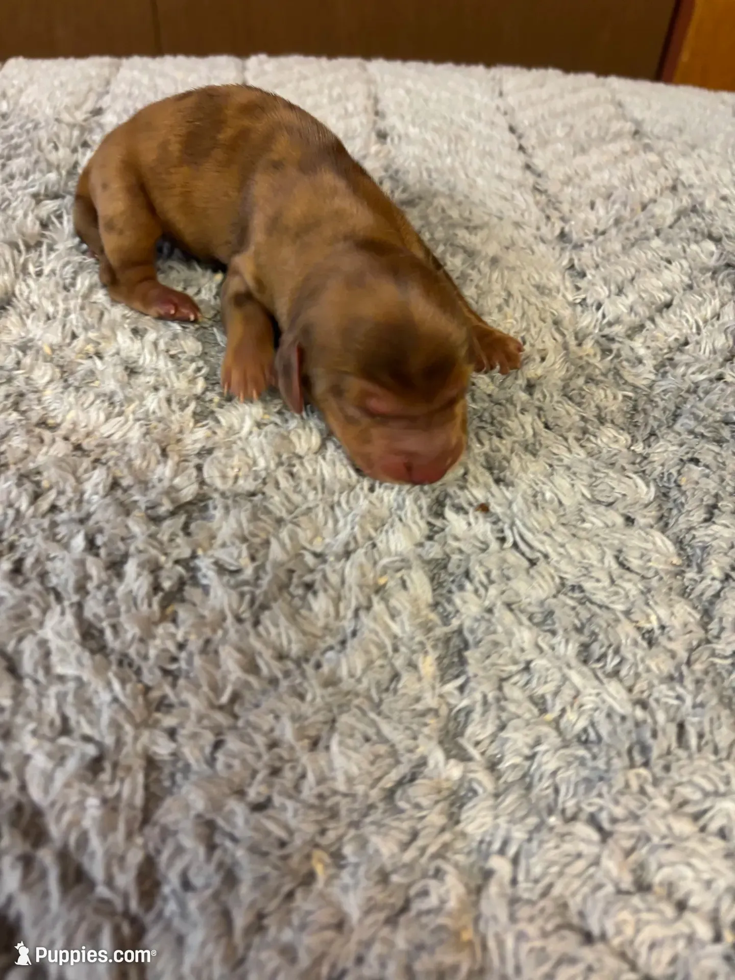 Benji AKC long haired , a male Miniature Dachshund for sale in Melrose, MN – 4 of 7