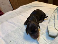 Portia AKC , a female Miniature Dachshund for sale in Melrose, MN – 2 of 5