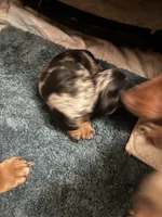 Hannah AKC long haired , a female Miniature Dachshund for sale in Melrose, MN – 3 of 5