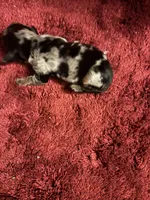 Poncho AKC, a male Miniature Dachshund for sale in Melrose, MN – 2 of 3