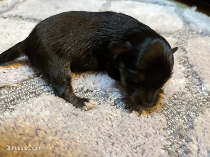 Kathy  – Miniature American Shepherd puppy for sale in Melrose, MN