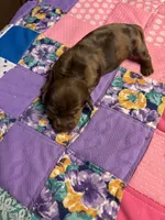 Benji AKC, a male Miniature Dachshund for sale in Melrose, MN – 4 of 4
