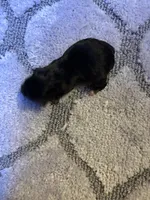 Chatty long haired , a female Miniature Dachshund for sale in Melrose, MN – 7 of 7