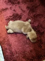 Pedro AKC long haired , a male Miniature Dachshund for sale in Melrose, MN – 8 of 10