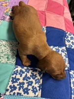 Faith AKC, a female Miniature Dachshund for sale in Melrose, MN – Photo 4 of 10