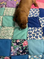 Faith AKC, a female Miniature Dachshund for sale in Melrose, MN – Photo 10 of 10