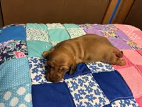 Faith AKC, a female Miniature Dachshund for sale in Melrose, MN – Photo 5 of 10