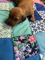 Faith AKC, a female Miniature Dachshund for sale in Melrose, MN – Photo 8 of 10