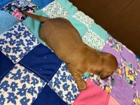 Faith AKC, a female Miniature Dachshund for sale in Melrose, MN – Photo 7 of 10