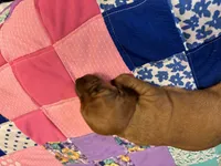 Faith AKC, a female Miniature Dachshund for sale in Melrose, MN – Photo 6 of 10