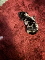 Portia AKC, a female Miniature Dachshund for sale in Melrose, MN – 2 of 3