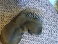 Skip , a male Miniature Dachshund for sale in Melrose, MN – 7 of 7