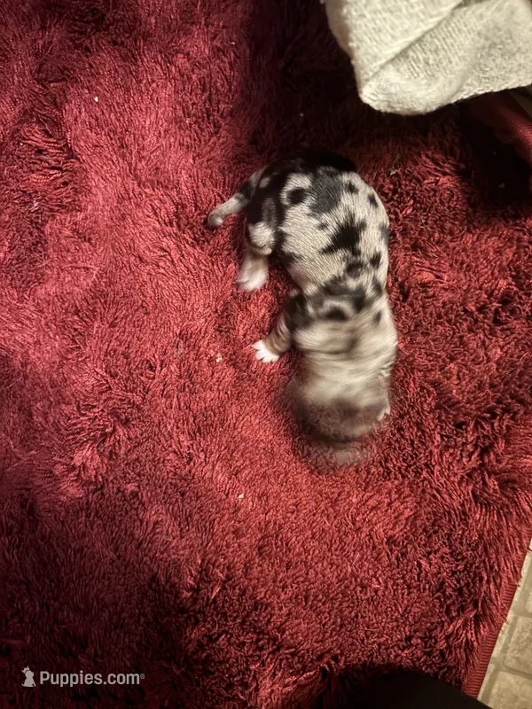 Penny AKC – Miniature Dachshund puppy for sale in Melrose, MN