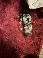 Penny AKC, a female Miniature Dachshund for sale in Melrose, MN – 1 of 3