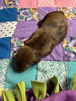 Gidget AKC long haired , a female Miniature Dachshund for sale in Melrose, MN – 6 of 6