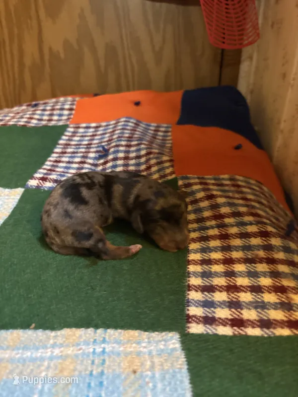 Cody AKC – Miniature Dachshund puppy for sale in Melrose, MN