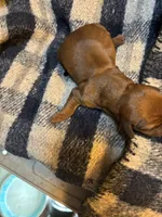 Sherry , a female Miniature Dachshund for sale in Melrose, MN – 4 of 4