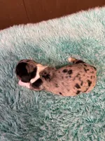 Peabody AKC long haired , a male Miniature Dachshund for sale in Melrose, MN – 6 of 9