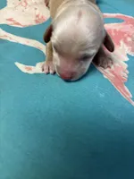   Tilly AKC, a female Miniature Dachshund for sale in Melrose, MN – Photo 2 of 5