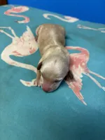   Tilly AKC, a female Miniature Dachshund for sale in Melrose, MN – Photo 3 of 5