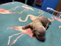   Tilly AKC, a female Miniature Dachshund for sale in Melrose, MN – Photo 4 of 5