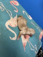   Tilly AKC, a female Miniature Dachshund for sale in Melrose, MN – Photo 5 of 5