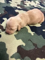   Tilly AKC, a female Miniature Dachshund for sale in Melrose, MN – Photo 1 of 5