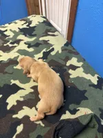 Sherry AKC, a female Miniature Dachshund for sale in Melrose, MN – Photo 3 of 4